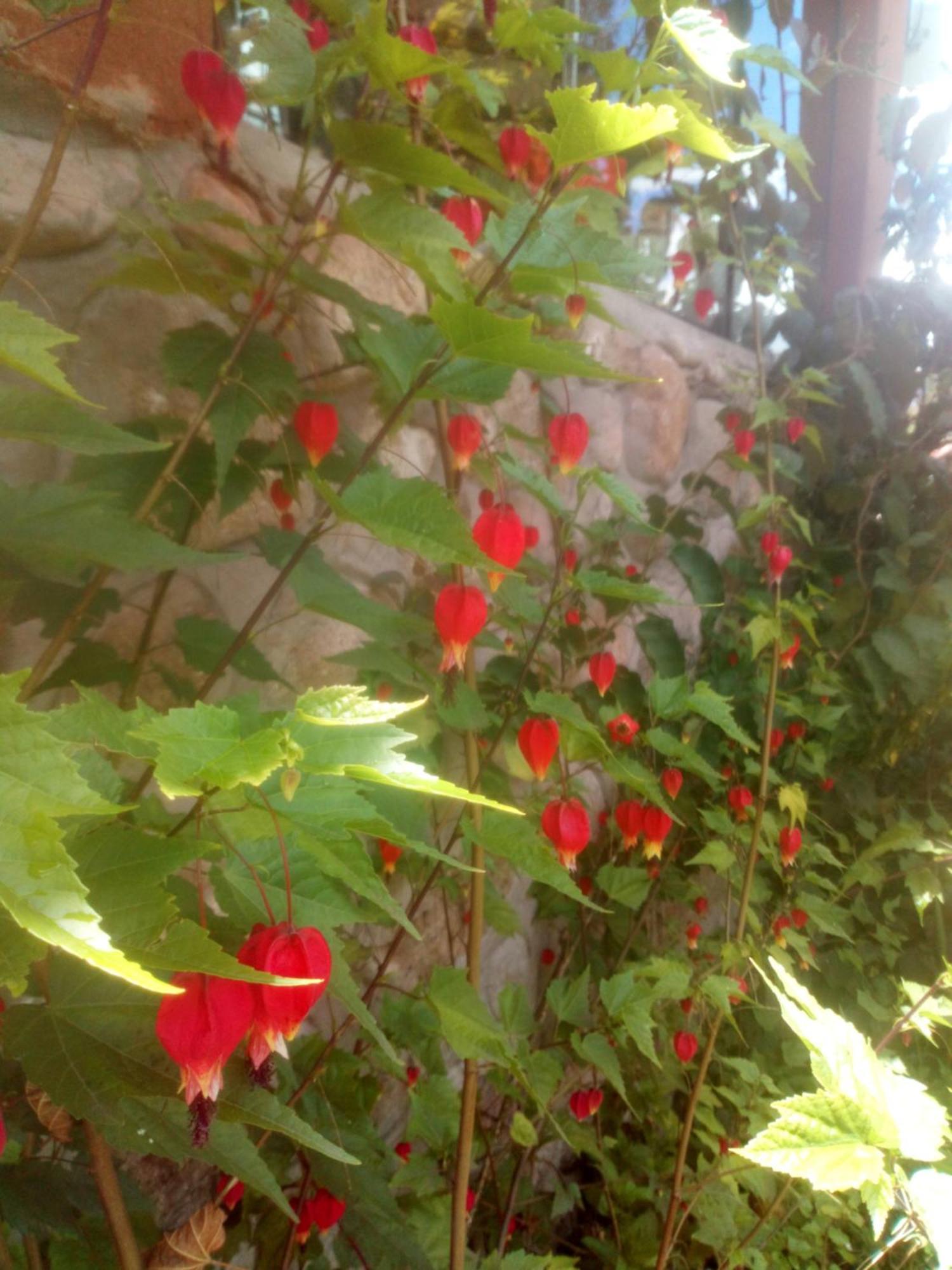 Ecolodge Ccatan Urubamba Dış mekan fotoğraf